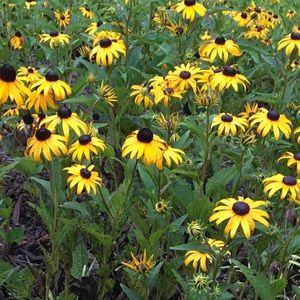 Meet your Posher, Savannah